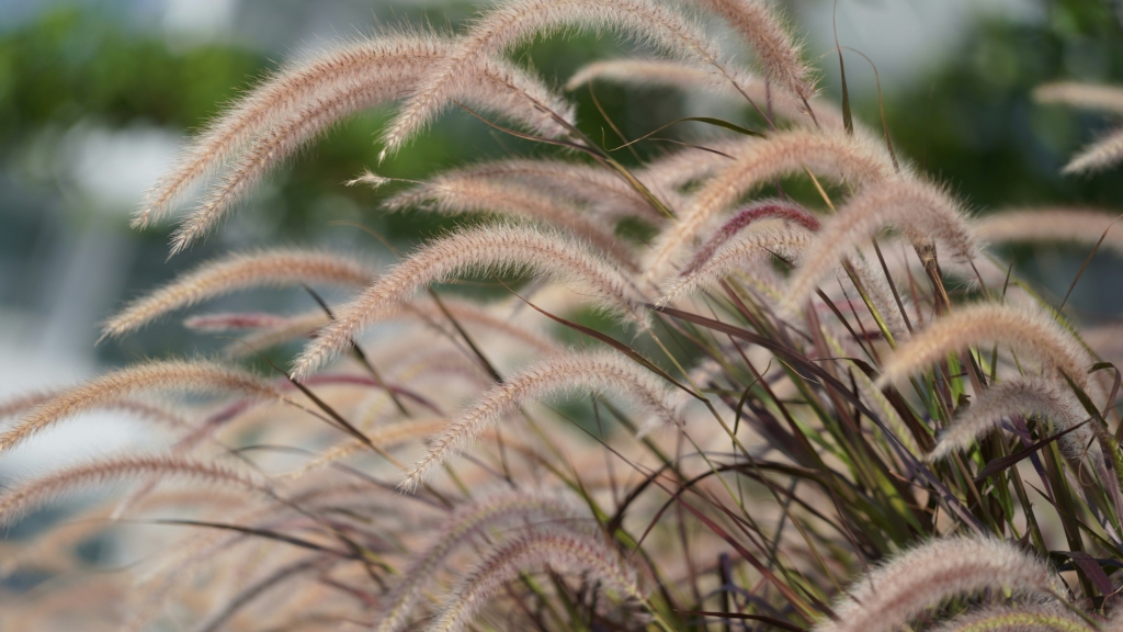 Miscanthus