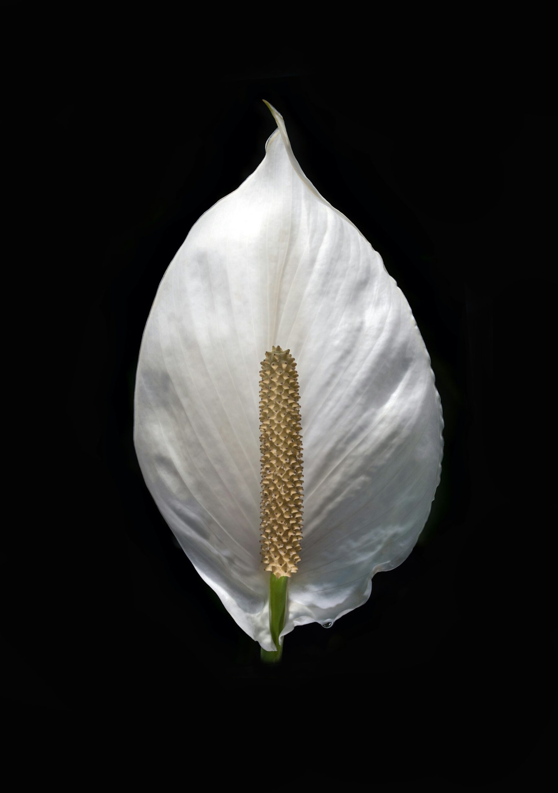 Spathiphyllum