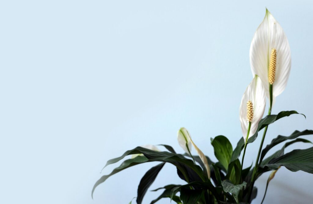 Spathiphyllum