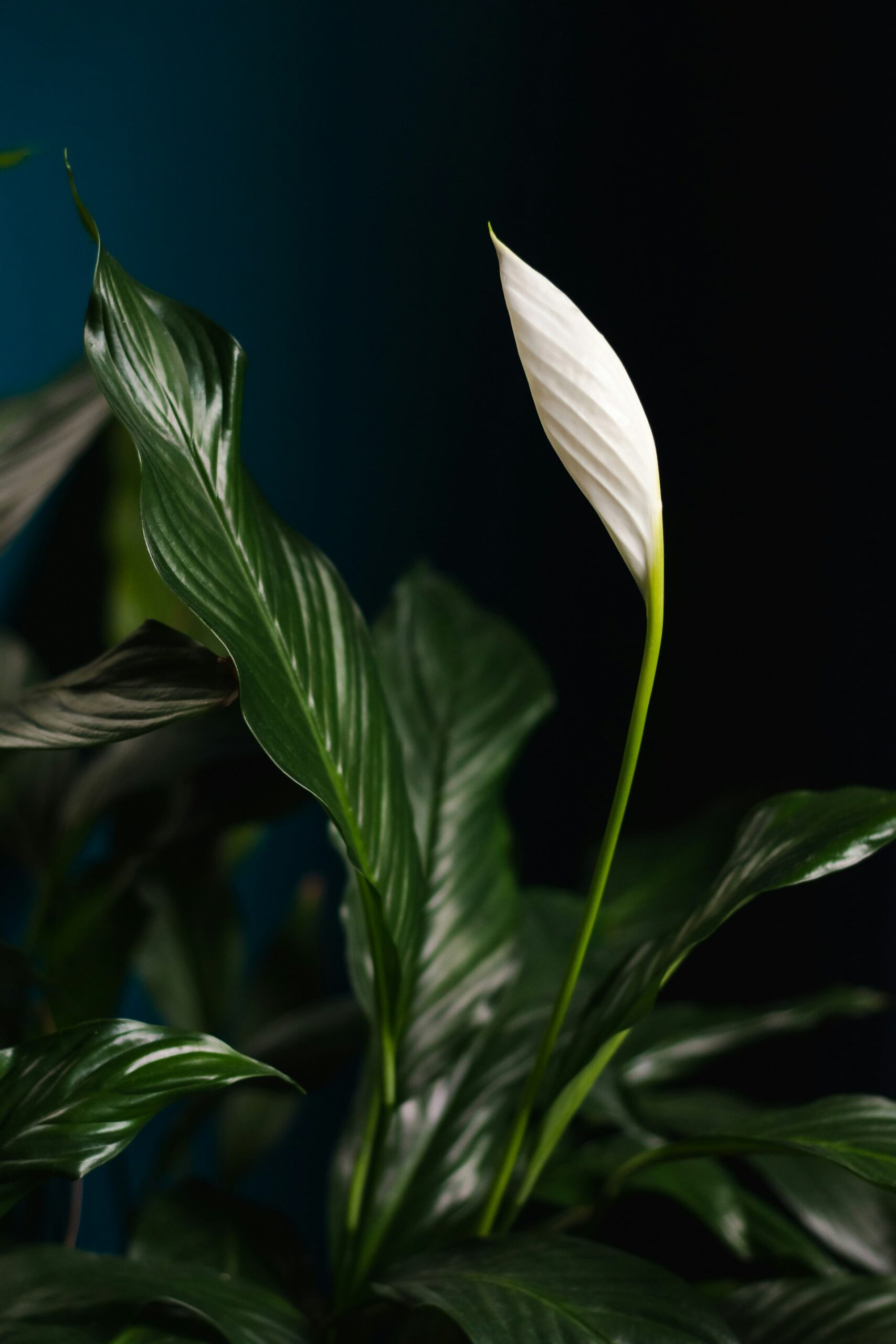 Spathiphyllum