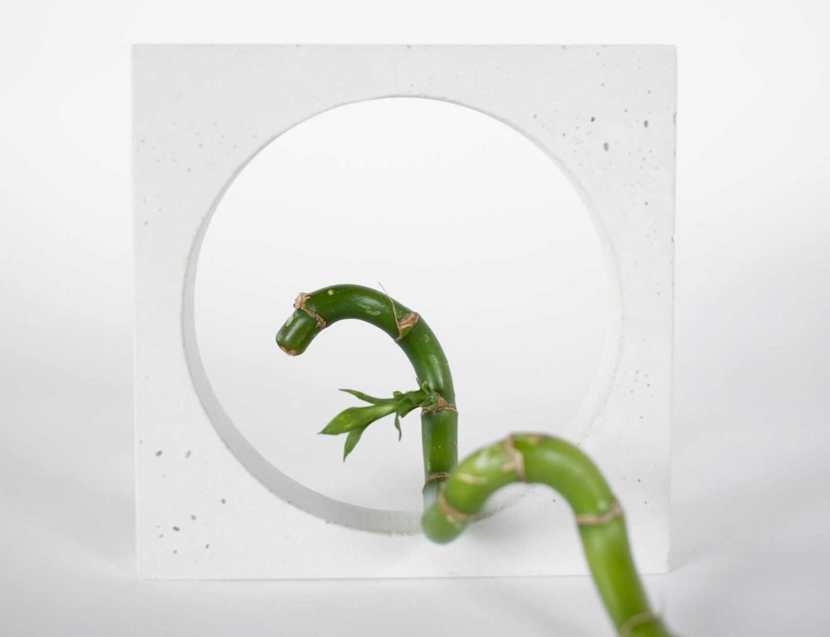 progressive cactus Column Cactus – Femme Progressive main image 0